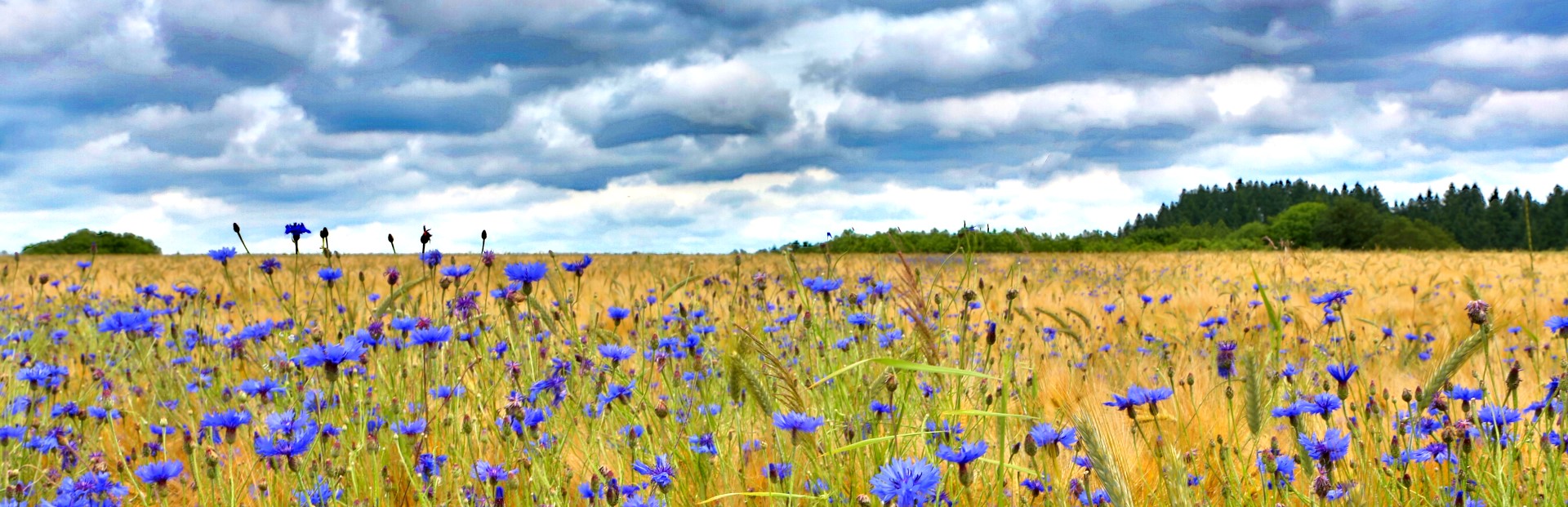 Ortsgemeinde Hontheim Eifel Krinkhof Bonsbeuern Wispelt Kornblumenfeld