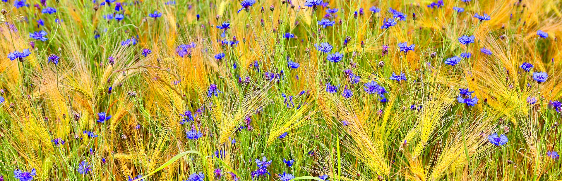 Ortsgemeinde Hontheim Eifel Krinkhof Bonsbeuern Wispelt Kornblumenfeld