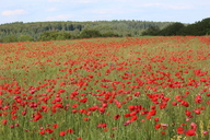 mohnblumen-bei-hontheim.jpg