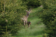 tierwelt-um-hontheim.jpg