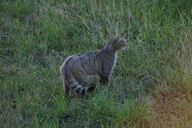 wildkatzenvorkommen-um-hontheim.jpg